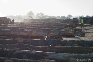 Quels emplois et compétences pour les métiers de la forêt et du bois à 2030 en BFC et IdF ?
