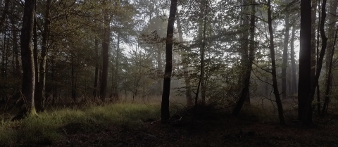 photo forêt