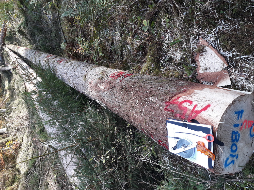 Grume d'épicéa sélectionnée pour l'étude