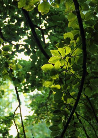 Le hêtre en forêt