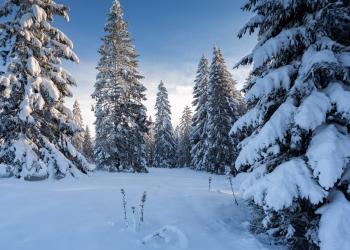 forêt neige