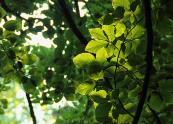 Le hêtre en forêt